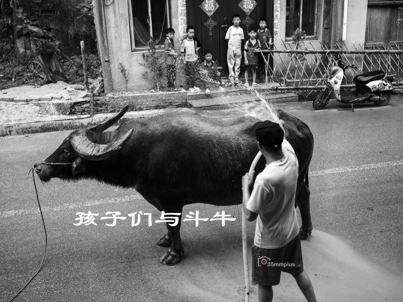 孩子们与斗牛