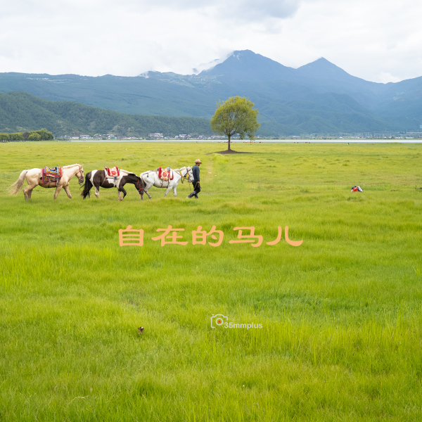 马儿没生意的时候很自在