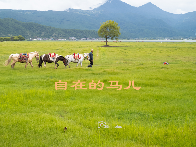 马儿没生意的时候很自在