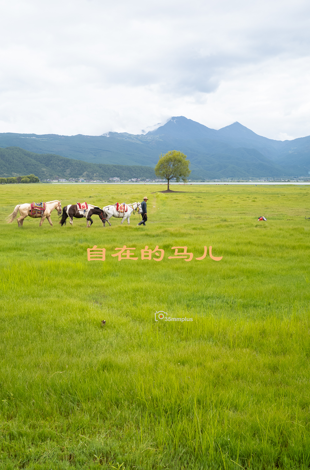 马儿没生意的时候很自在